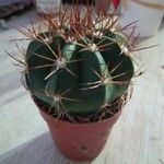 Ferocactus emoryiFolla