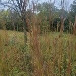 Andropogon gerardi Leaf