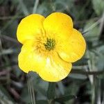 Ranunculus acris Blomma