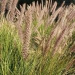 Pennisetum pedicellatum 葉