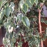 Ficus variegata ഇല