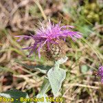 Centaurea jordaniana 形態