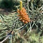 Pinus monophylla Blüte