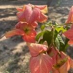 Mussaenda philippica Floro