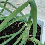 Allium cepa List