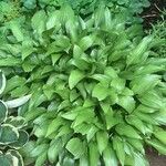 Hosta lancifolia ᱥᱟᱠᱟᱢ