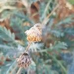 Euryops pectinatus Frukto