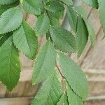 Ulmus parvifolia পাতা