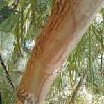 Acacia cognata Rusca