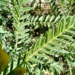 Astragalus alopecuroides Leaf