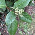 Viburnum tinus Φύλλο