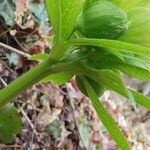 Helleborus odorus Leaf