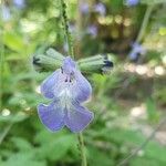 Salvia interrupta Kvet