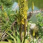 Aloe striatula Flower