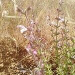 Salvia palaestina Outro