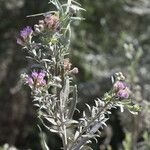 Pluchea sericea Flower