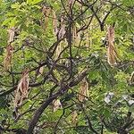 Cassia abbreviata Fruit