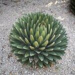 Agave victoriae-reginae Листок