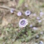 Globularia alypumFlower