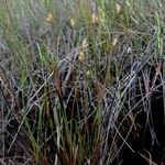 Juncus stygius Habitus