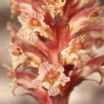Orobanche fuliginosa Blüte