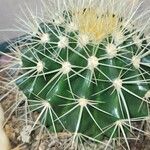 Echinocactus grusonii 葉