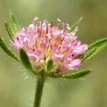 Lomelosia micrantha Flower