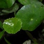 Hydrocotyle umbellata List