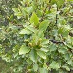 Betula humilis Leaf