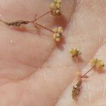Radiola linoides Vivejo