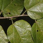 Guazuma invira Leaf
