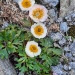 Ranunculus glacialisফুল