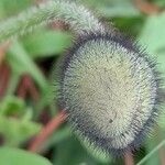 Papaver nudicaule Ostatní