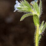 Echium parviflorum Corteza