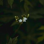 Cnidoscolus aconitifolius Blüte