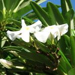 Pachypodium geayi Λουλούδι