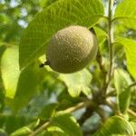 Juglans cinerea Frukt