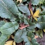 Salvia × sylvestris Leaf