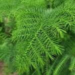 Araucaria nemorosa Hoja