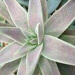 Echeveria excelsa Hoja