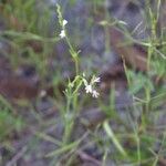 Striga parviflora Buveinė