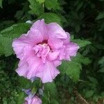 Hibiscus syriacusOther