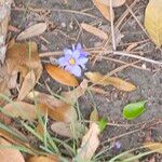 Sisyrinchium langloisii 葉