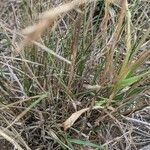 Elymus canadensis Hoja