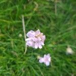 Armeria maritimaफूल