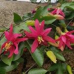 Passiflora manicata Floare