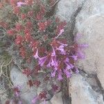 Thymus longiflorus Fula