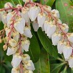 Pieris japonica ᱵᱟᱦᱟ