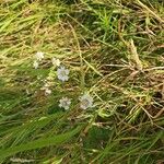 Achillea ptarmicaŽiedas