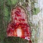 Pterocarpus soyauxii Bark